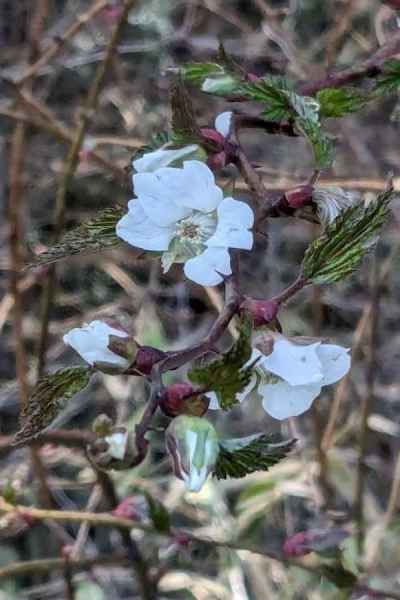 モミジイチゴは花にも葉にもエネルギーがみなぎっている 