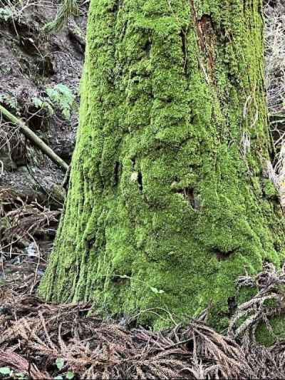 苔をまとった杉の古木 