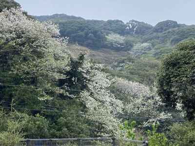 大島桜はちょうど満開（車窓より）