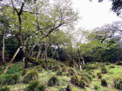 桜株（樹齢800年）