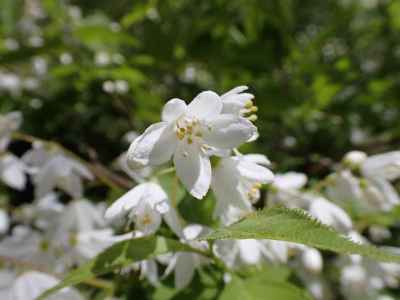 復路にはヒメウヅキ他の草花も鑑賞しながらのんびり下山 