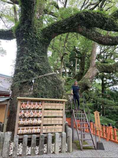 ご神木の大クス 