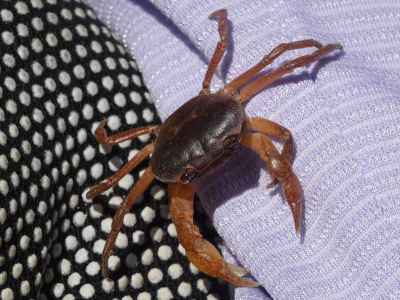 何故か登山道にサワガニ