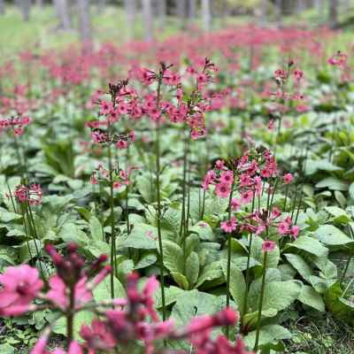 芝生広場にクリンソウの群落（日本固有種です）