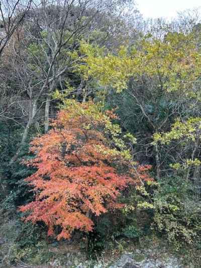 美しい紅葉