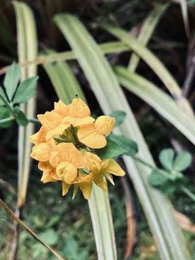 黄色の花 