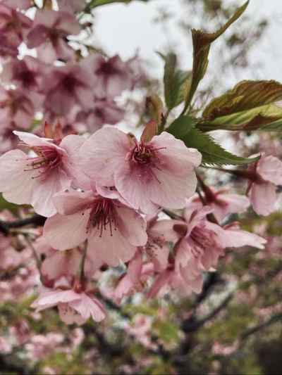 河津桜