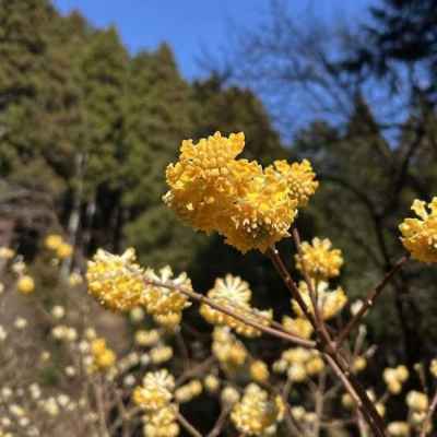 ミツマタの花 