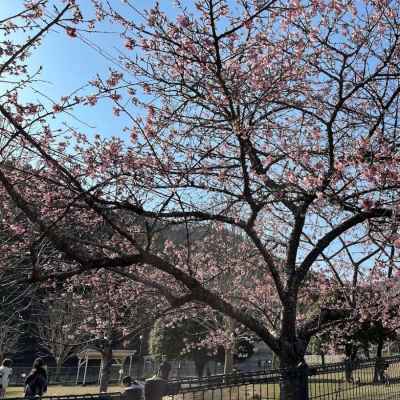麓の満開の桜