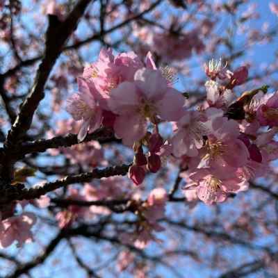 桜の花