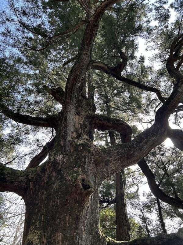 筑波山の紫峰杉や沢山の巨木からパワーをいただいた