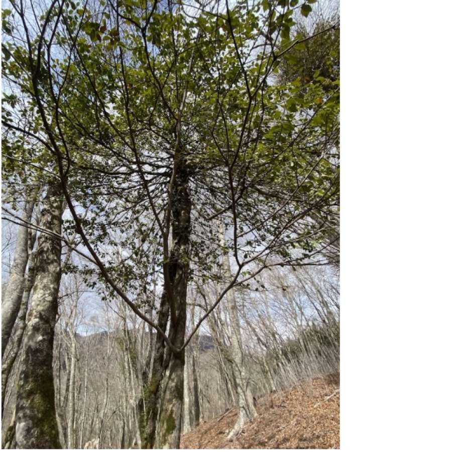 落葉木に葉をつけたツル性植物が春を先取りしている