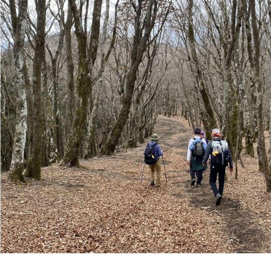 鉄砲木の頭手前の歩きやすいブナ林登山道