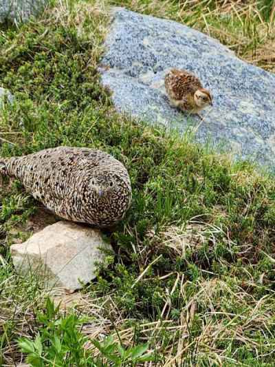 雷鳥の親子に癒される 