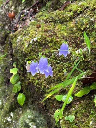 登山道に咲くイワシャジン 