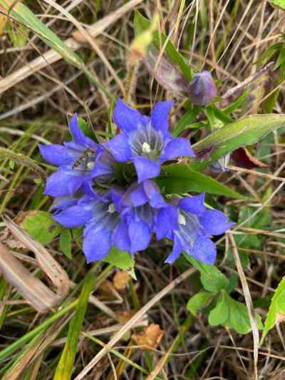 登山道の脇にはリンドウ等の花が沢山