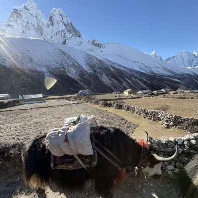 ヤクとアマダブラム