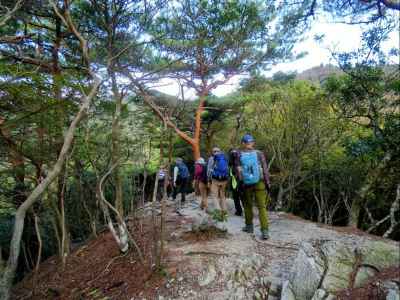 金山尾根の一本松 