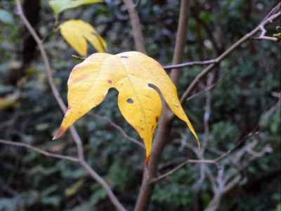 黄葉したシロモジ 