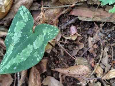 カントウカンアオイ（ウマノスズクサ科）