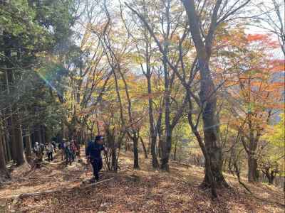 広葉樹林に出た