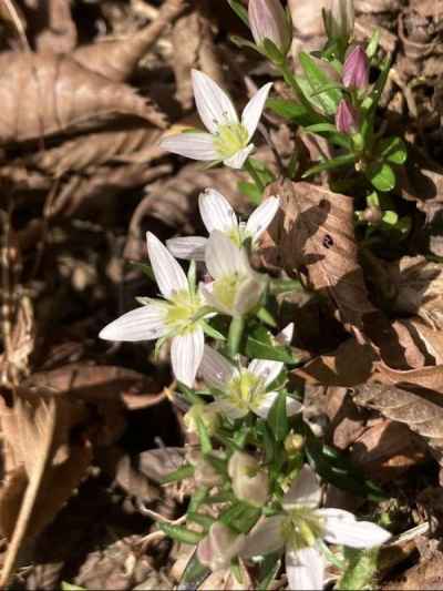 センブリ（リンドウ科） 