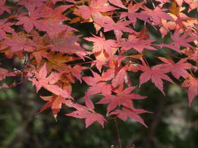 イロハモミジ 