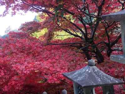 大山寺のもみじ 