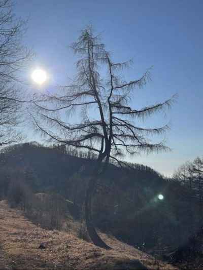 夜明けのダンシングツリー 