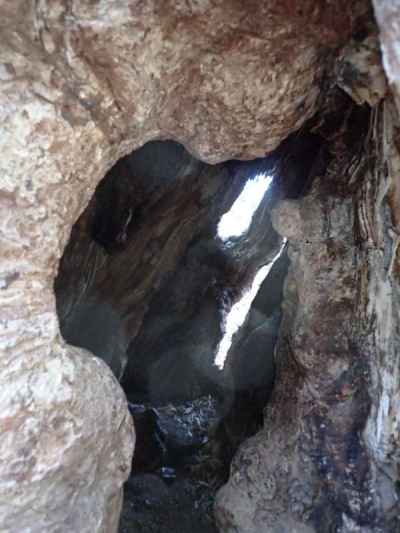 トチノキの洞（うろ）の内部