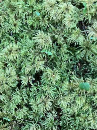 アンブレラモス