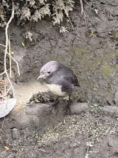 可愛いこの子はロビン&nbsp;