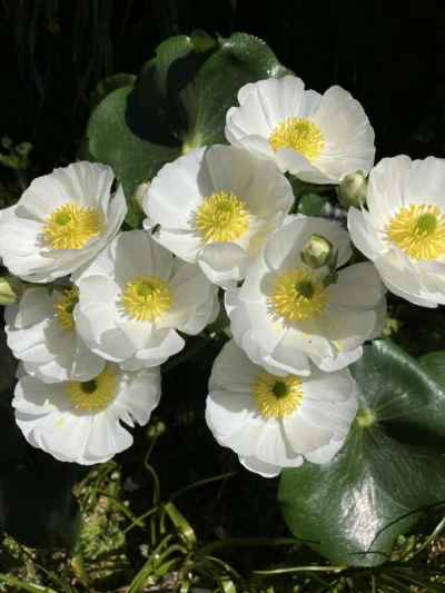 マウントクックリリー&nbsp;