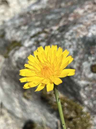 イエロースノーマーガレット&nbsp;