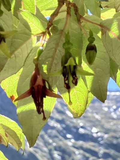 スパイダーオーキッド&nbsp;