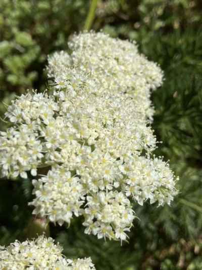 ウーリーヘッド&nbsp;