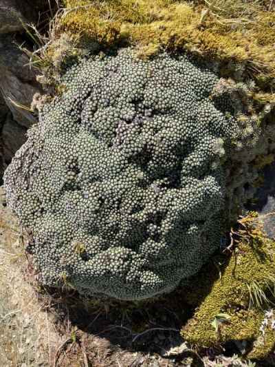 ベジタブルシープ&nbsp;