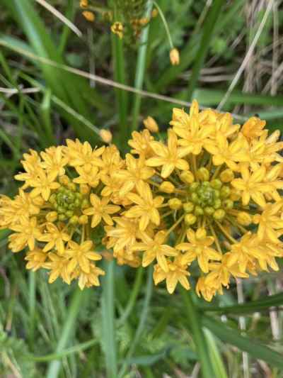 マリオオニオン&nbsp;