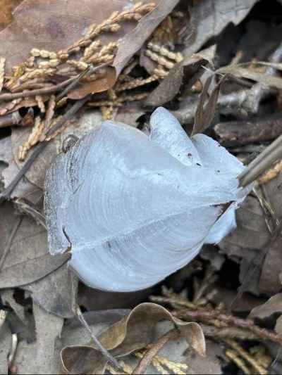 まさに自然の芸術作品