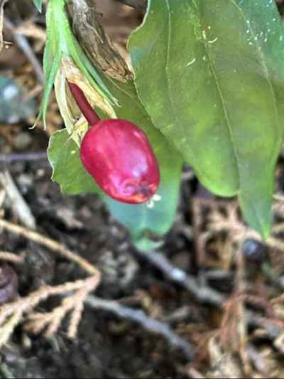 ツルリンドウの実&nbsp;