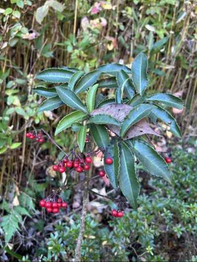 マンリョウ&nbsp;