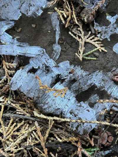 これも「霜柱」&nbsp;