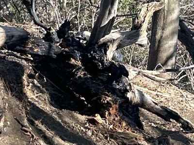 焼けた木が痛々しい二ノ沢の頭&nbsp;