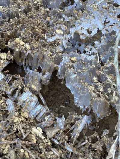 日陰の霜柱&nbsp;