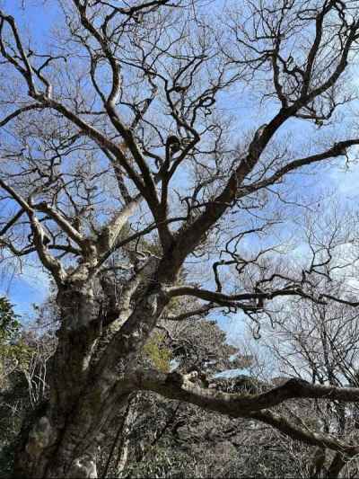 大ブナ