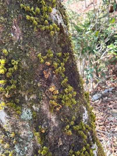木肌の美しい苔にも魅せられる&nbsp;