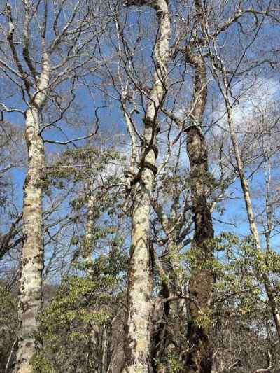 清々しいブナの尾根&nbsp;
