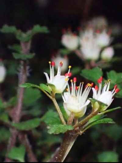 紅色の葯が可愛い&nbsp;