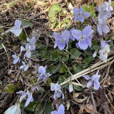 タチツボスミレ&nbsp;