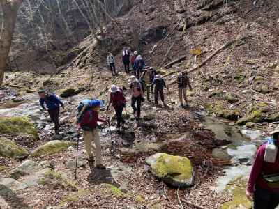 ここにもハナネコノメが